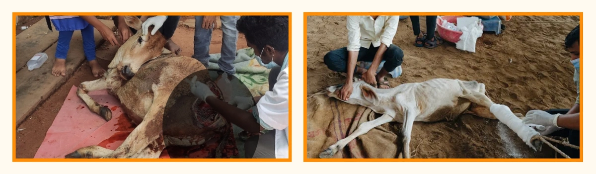 गोसेवा Hero Banner