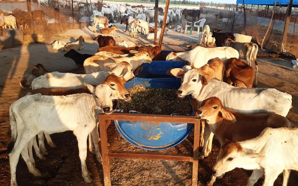 Gaushala Feeding